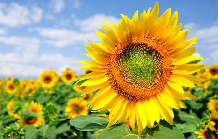 A record sunflower harvest is expected in Portugal in 2020